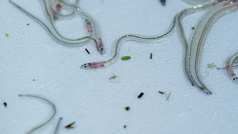 Az üvegangolna halászata és kereskedelme továbbra is legális az EU-n belül, de exportja illegális.