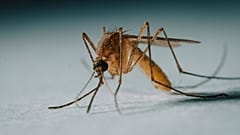 Eine starke Vorliebe für Menschen begünstigt die Übertragung von Viruserkrankungen. Das verschlechtert die Gesundheit der Anwohner.