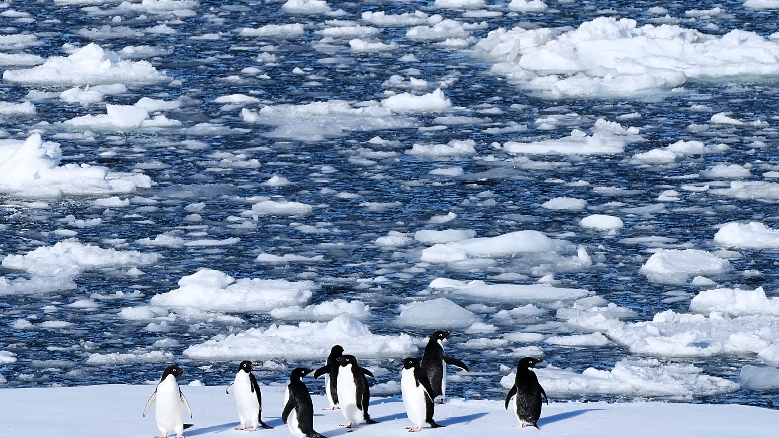 Rising temperatures disrupt breeding cycles of Antarctic penguins