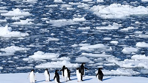 Rising temperatures disrupt breeding cycles of Antarctic penguins