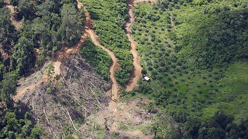دراسة تحذر من تكرار السيناريو: احترار الأرض قبل 56 مليون عام تسبب بتدهور بيئي شامل 
