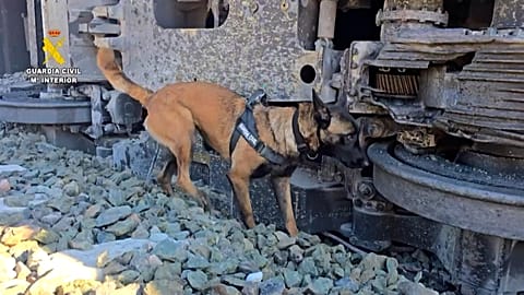 A dog from the Spanish canine unit searches through train debris for clues, Adamuz, Spain, Jan. 20, 2026