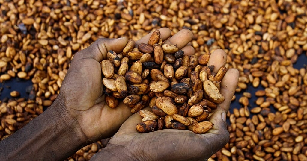 Ivory Coast to buy entire stockpile of cocoa beans as stocks pile up