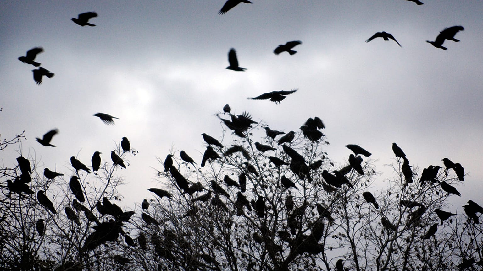 سرب من الغربان يحلق لينام على الأشجار الجرداء مع بداية غروب الشمس يوم الأحد 16 نوفمبر 2008 في بيوريا، إلينوي. (صورة أسوشيتد برس/ بيوريا جورنال ستار، آدم جيريك) غير مخصص للبيع