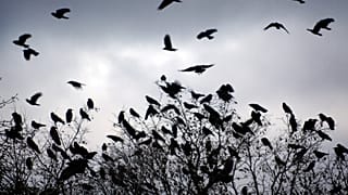 سرب من الغربان يحلق لينام على الأشجار الجرداء مع بداية غروب الشمس يوم الأحد 16 نوفمبر 2008 في بيوريا، إلينوي. (صورة أسوشيتد برس/ بيوريا جورنال ستار، آدم جيريك) غير مخصص للبيع