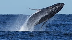 Vor der Küste von Port Stephens, nördlich von Sydney in Australien, springt am 18. Juni 2025 ein Buckelwal aus dem Wasser.