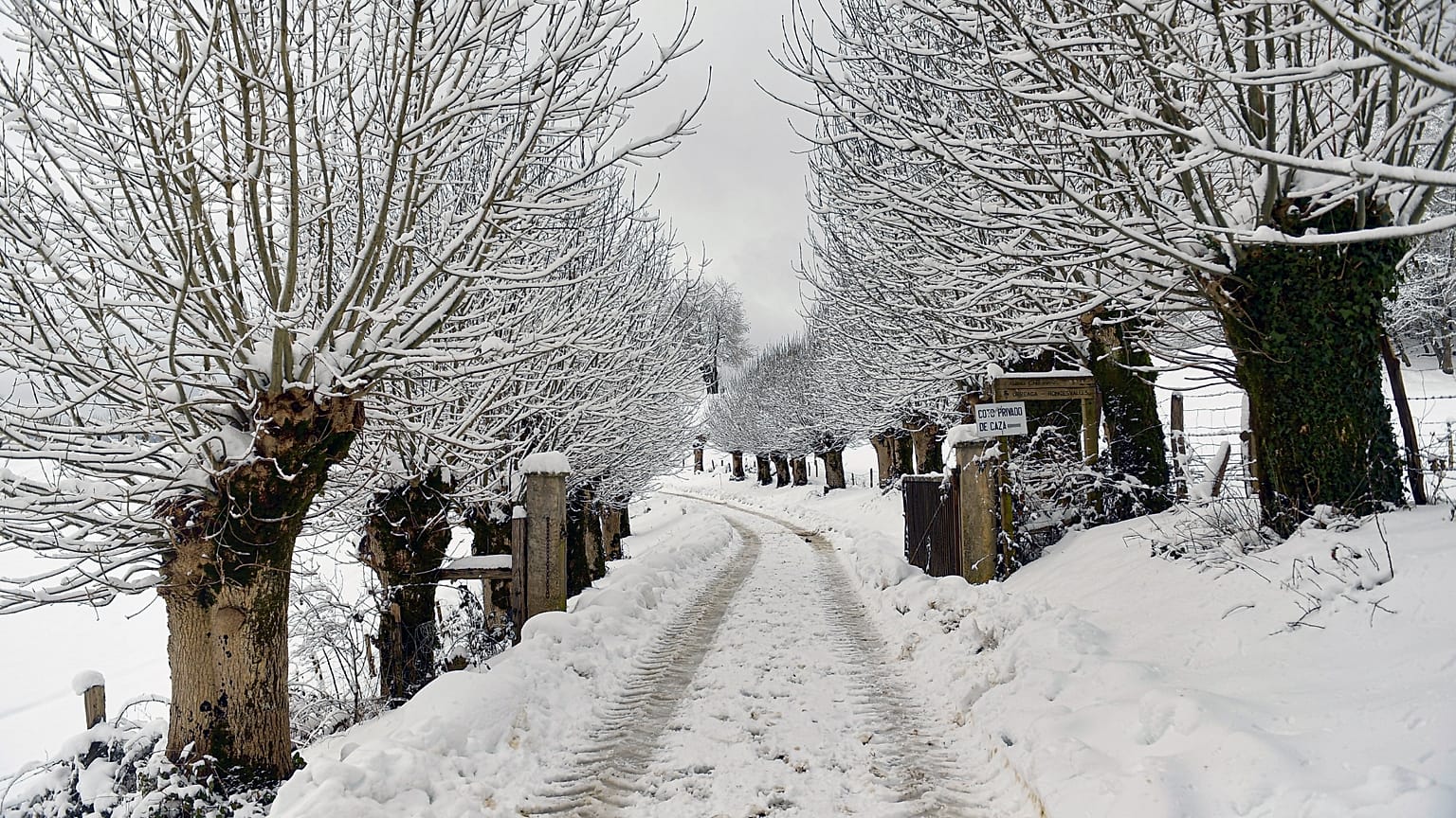 La nieve cubre el pasaje cerca de Roncesvalles, en Navarra, en una foto de archivo del 8 de enero de 2024