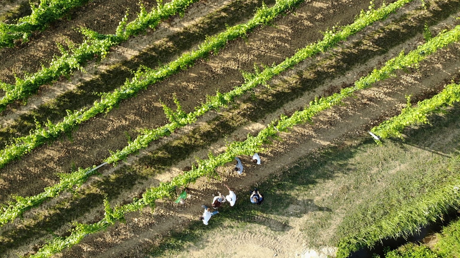 Veduta aerea di un vigneto in Francia.