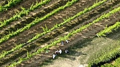 Aus der Luft zeigt die Kamera einen Weinberg in Frankreich.