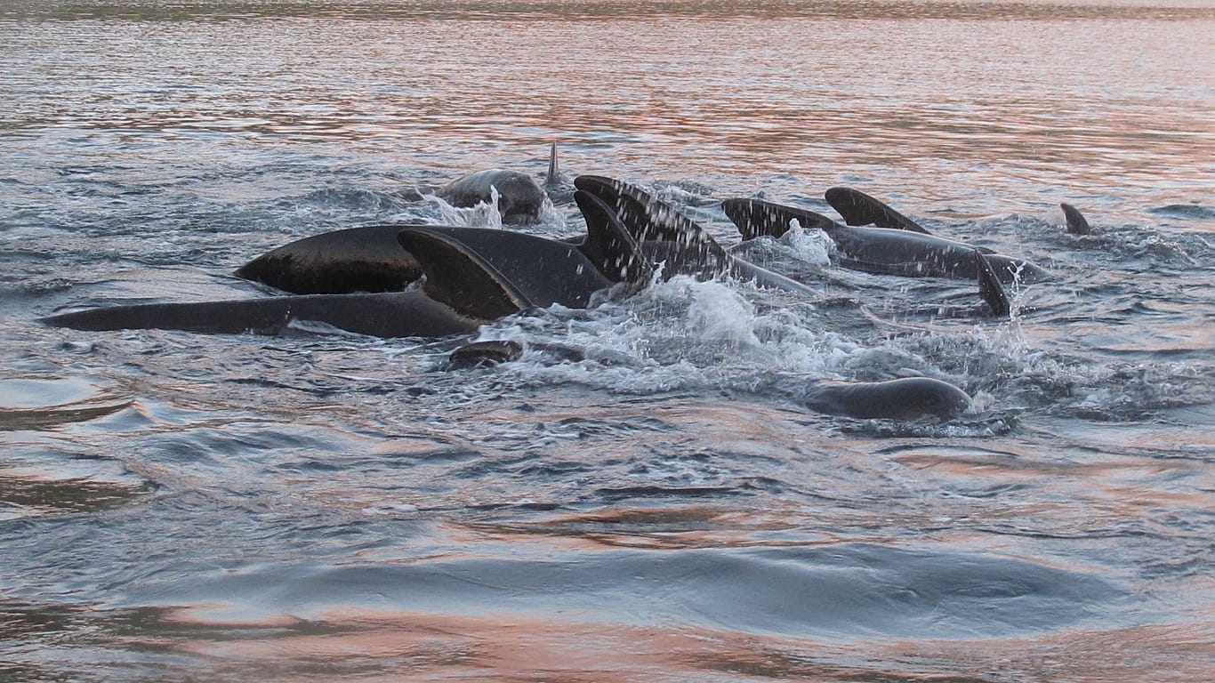 The presence of forever chemicals in whales has dropped by 60% in 30 years