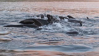 North Atlantic pilot whales.