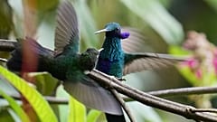 Funkelnde Veilchenohrkolibris schwirren im Yanacocha-Reservat in Nono, Ecuador. Mittwoch, 21. Januar 2026.