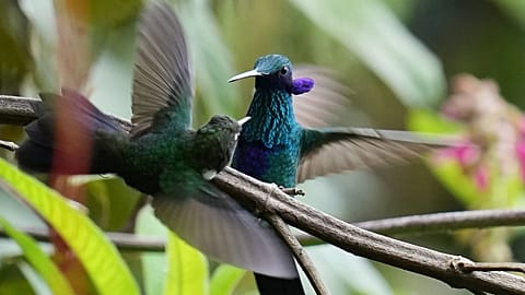 Sparkling Violetear hummingbirds flutter at the Yanacocha Reserve in Nono, Ecuador, Wednesday, Jan. 21, 2026. 