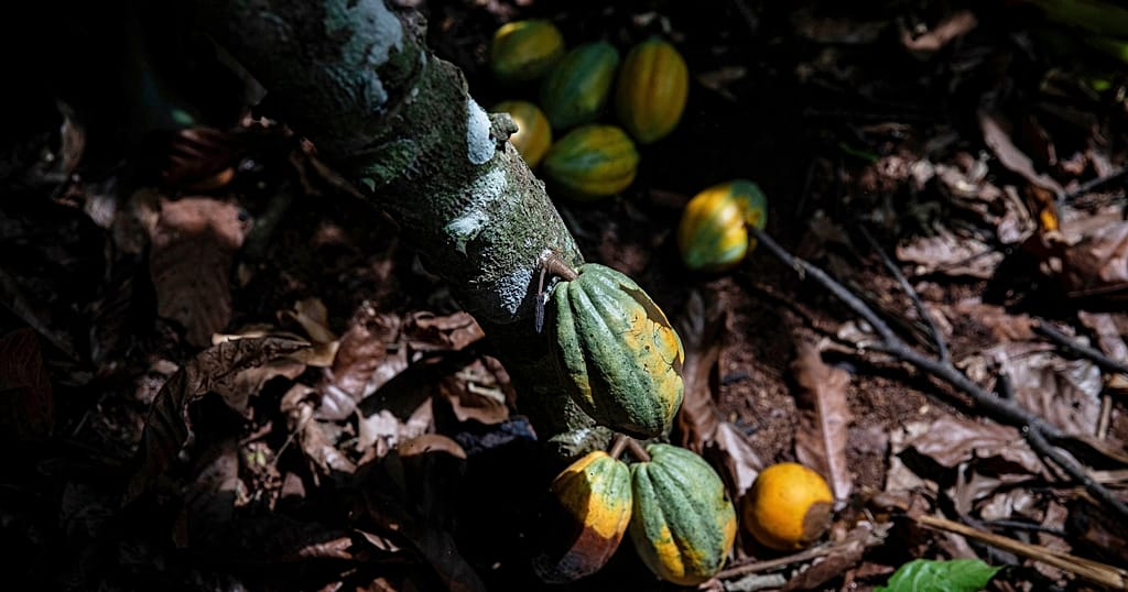 In Ivory Coast, cocoa farmers have nobody to sell their produce to