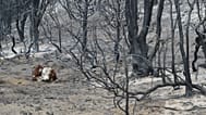 Μια αγελάδα κάθεται στο απανθρακωμένο έδαφος ενός δάσους μετά τις δασικές πυρκαγιές στα περίχωρα της Τσολίλα, Αργεντινή, Δευτέρα, 26 Ιανουαρίου 2026.