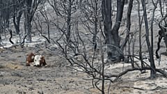 Eine Kuh sitzt nach Waldbränden auf verkohltem Waldboden am Stadtrand von Cholila in Argentinien. Montag, 26. Januar 2026.
