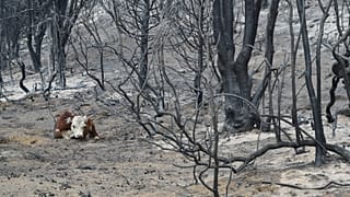 بقرة تجلس على الأرض المتفحمة في غابة عقب حرائق الغابات في ضواحي تشوليلا، الأرجنتين، يوم الإثنين، 26 يناير 2026.