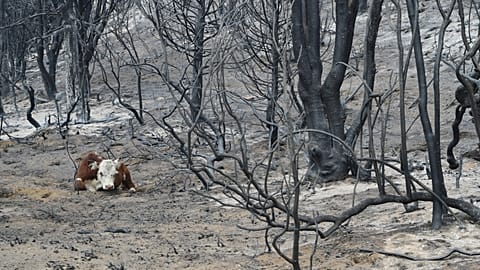 Una vaca reposa sobre el suelo calcinado de un bosque tras los incendios forestales en las afueras de Cholila, Argentina, el lunes 26 de enero de 2026.