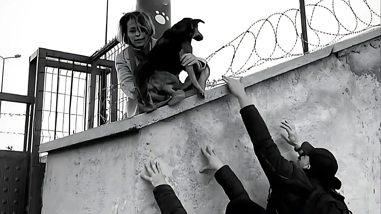 The Rescue of Firuze, Collective, 2024