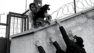 The Rescue of Firuze, Collective, 2024