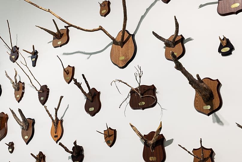 Έκθεση Why Look at Animals?  Maarten Vanden Eynde Taxonomic Trophies, 2005 – εν εξελίξει (λεπτομέρεια)