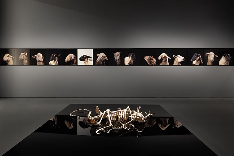 Έκθεση Why Look at Animals? . Άποψη εγκατάστασης: Maarten Vanden Eynde, Homo stupidus stupidus, 2008. | Nabil Boutros, Celebrities / Ovine Condition, 2014