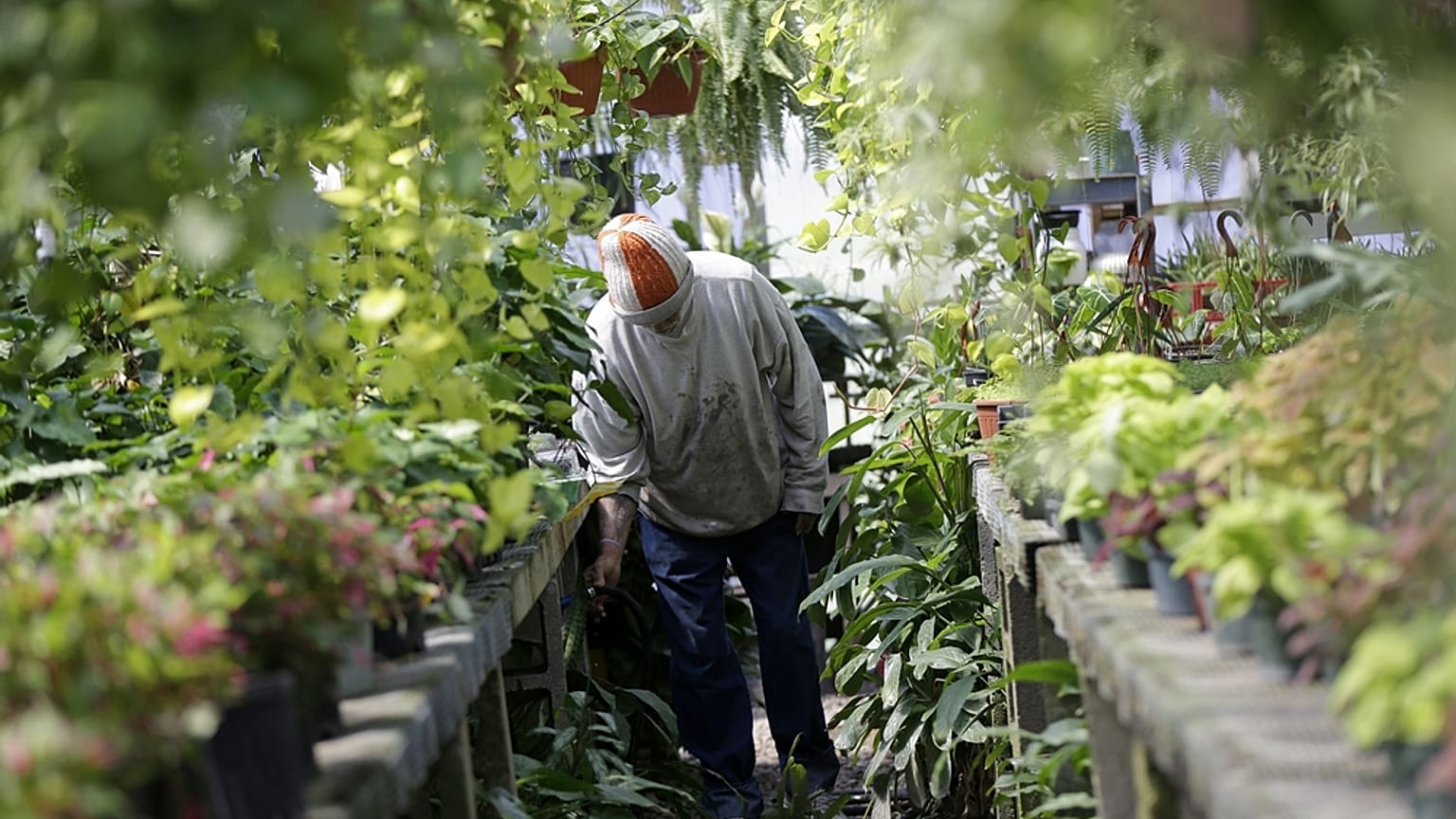 O recluso James Dupree numa estufa da Penitenciária Estatal de Louisiana em Angola, onde os reclusos recebem licenças de jardinagem e paisagismo