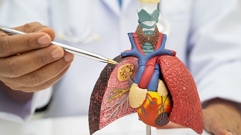 Uma visualização dos pulmões humanos 