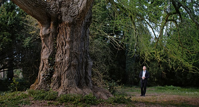 A sellyei ginkgo biloba fa