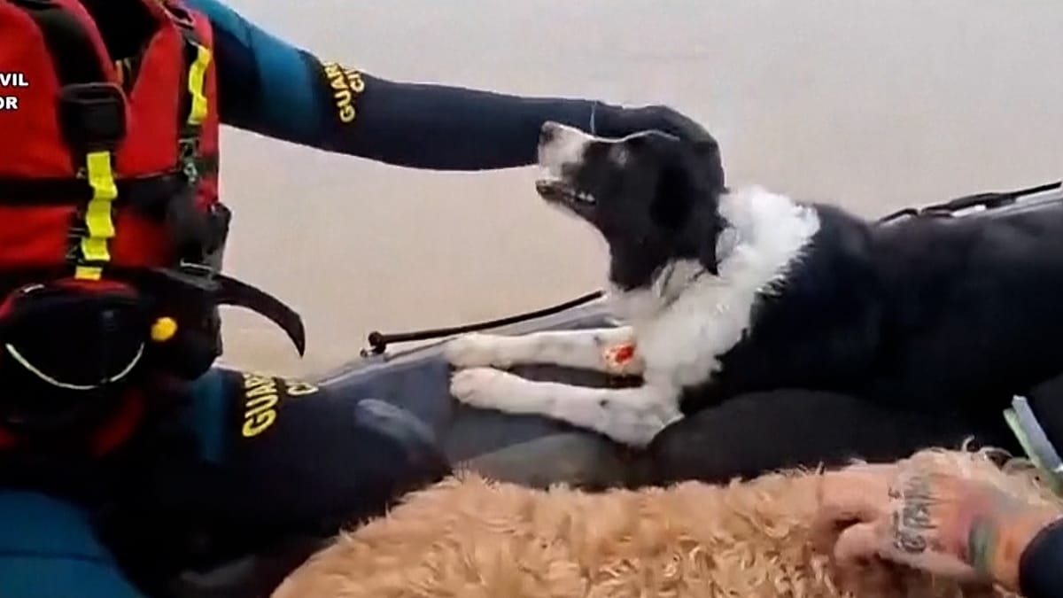 فيديو. إنقاذ القطط والكلاب بعد الفيضانات في جنوب إسبانيا