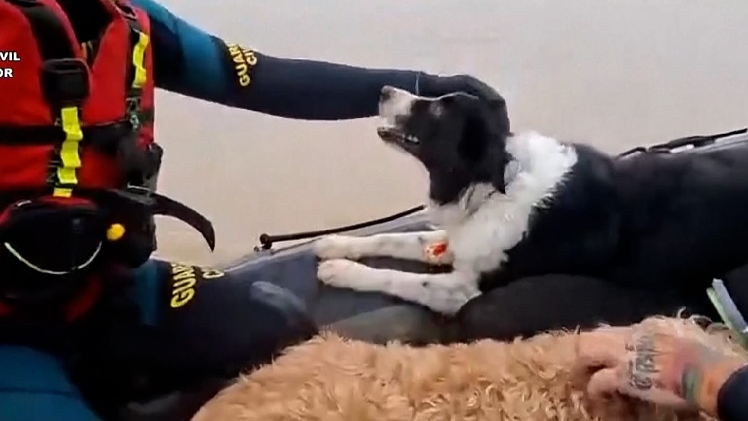 Dogs and cats are rescued by a Civil Guard team following floods in Jerez de la Frontera, Spain, Jan. 29, 2026.