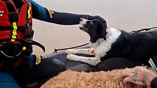 Cães e gatos resgatados por uma equipa da Guardia Civil após cheias em Jerez de la Frontera, Espanha, 29 de janeiro de 2026