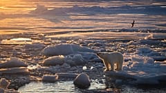 Das Foto zeigt einen Eisbären auf Meereis in der goldenen Stunde.