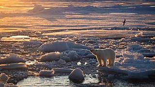 A polar bear pictured standing on sea ice in the golden hour.