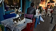 İstanbul Fatih Balat'ta bir kedi bir kafeye ait masanın üzerinde uyurken, 1 Mayıs 2023