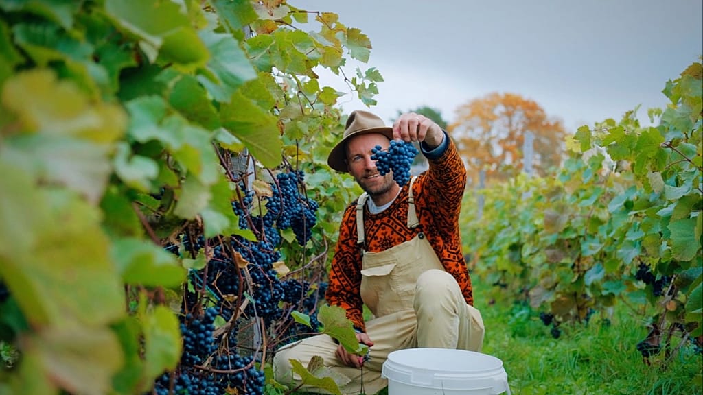 Peke Eloranta holding up grapes grown in Estonia on a vineyard. 