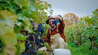 Peke Eloranta holding up grapes grown in Estonia on a vineyard. 