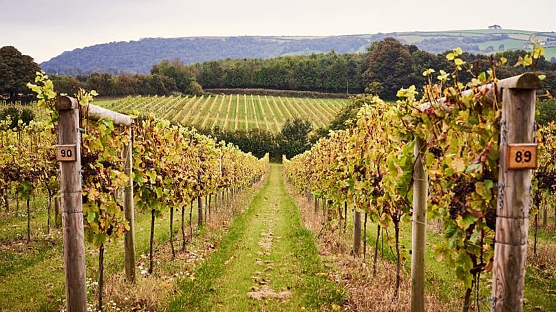 Kilátás egy szőlőültetvényre, egy tőkesoron át, az angliai Totnesben.