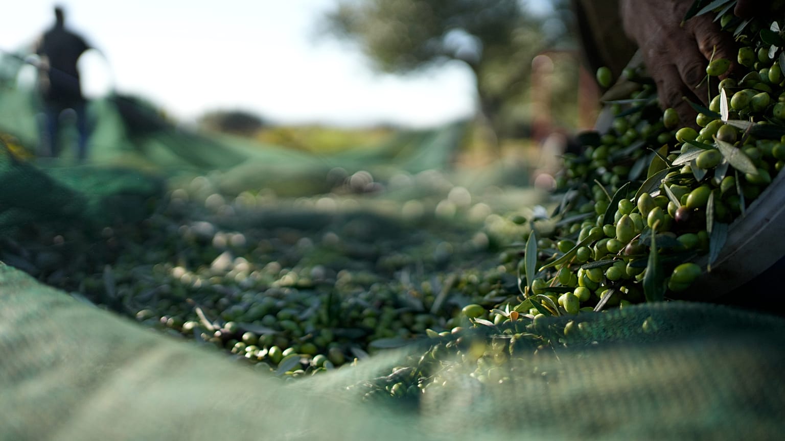 Archív felvétel: Munkás olajbogyót szüretel Spata egyik külvárosi részén, Athéntól keletre, Görögországban. 2023. október 30.