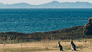 A Tasmanian tour operator's use of AI landed it in hot water