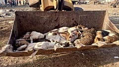 За несколько месяцев в Марокко были убиты миллионы собак