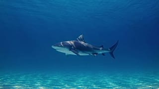 A bull shark photographed near the Bahamas. 