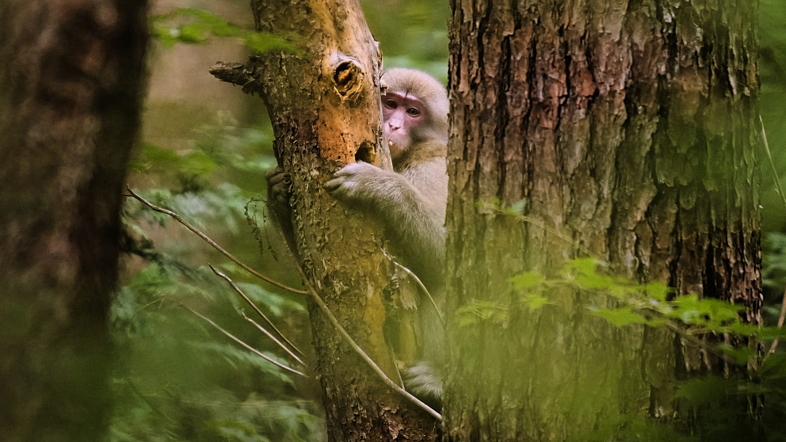 قرد يتشبث بساق شجرة في أزومينو بوسط اليابان، الخميس 2 أكتوبر/تشرين الأول 2025.