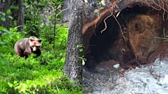 In Schweden leben wieder zahlreiche Braunbären in den Wäldern.