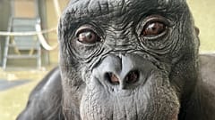 Kanzi ist ein dreiundvierzig Jahre alter Bonobo, der im Forschungszentrum Ape Initiative lebt.