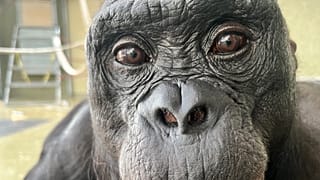 Kanzi, a 43-year-old bonobo living at Ape Initiative.