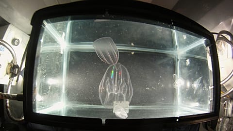 The latest rampant interloper in the Venetian lagoon is a cannibalistic comb jelly considered to be one of the 100 most harmful invasive species in the world. 