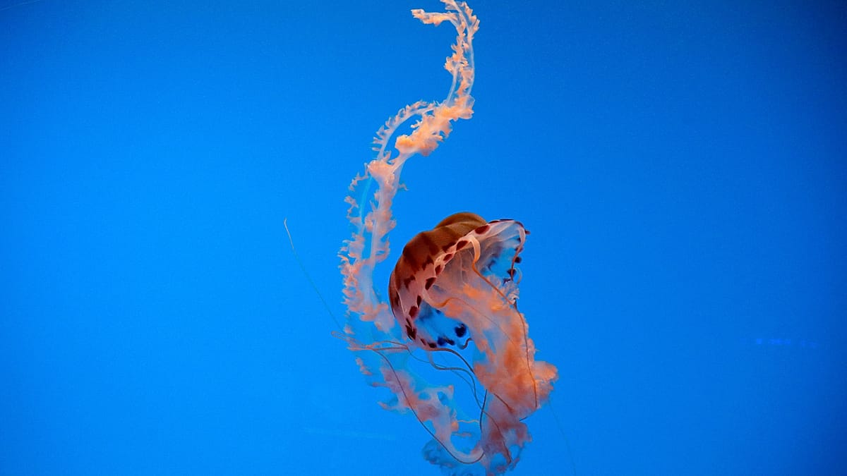 Giant phantom jellyfish spotted  in Argentina's deep sea