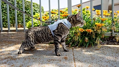 Sleepypods Martingale Calming Harness mit einer Funktion, die Kontrolle über Katze oder Hund ermöglicht und gleichzeitig hilft, ein Entkommen zu verhindern.