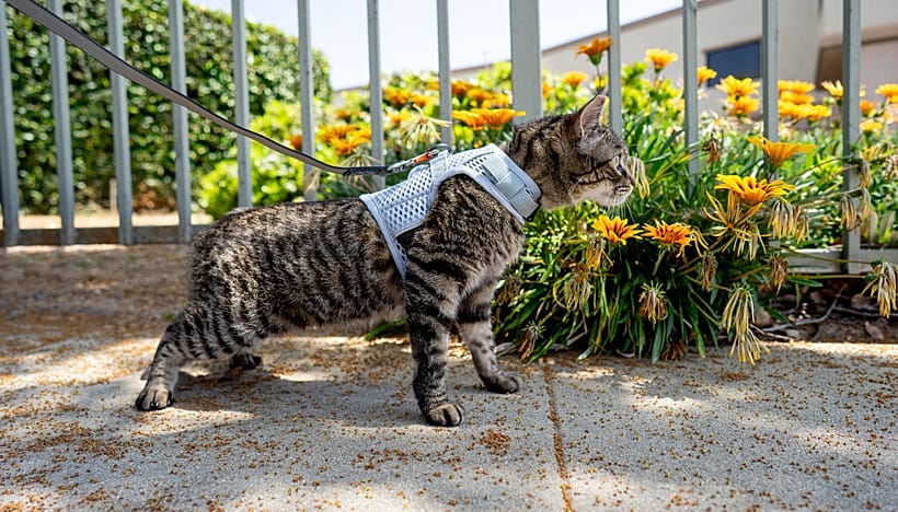 Palla Per Stimolare Caccia Gatti Palla Interattiva Per Gatti,Automatico Intelligente Type-C Giocattolo Automatico Per Gatti Con Coda